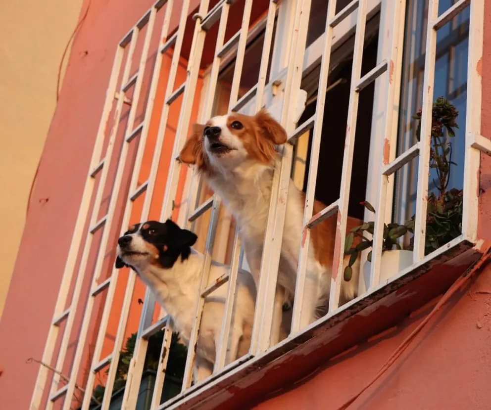 ¡Atentos a las fechas!  Cronograma de castraciones de perros y gatos en la ciudad