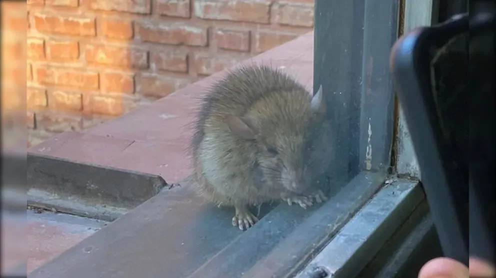 Un amigo inesperado apareció en la Fadecs: ¡Ni la toquen! advirtieron