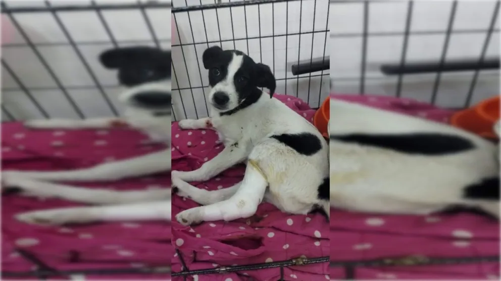 Solidaridad: realizan una rifa para cubrir atención veterinaria de perros