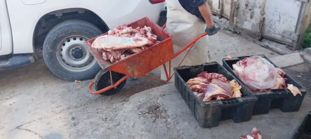 Incautaron 800 kilos de carne podrida y de faena clandestina 