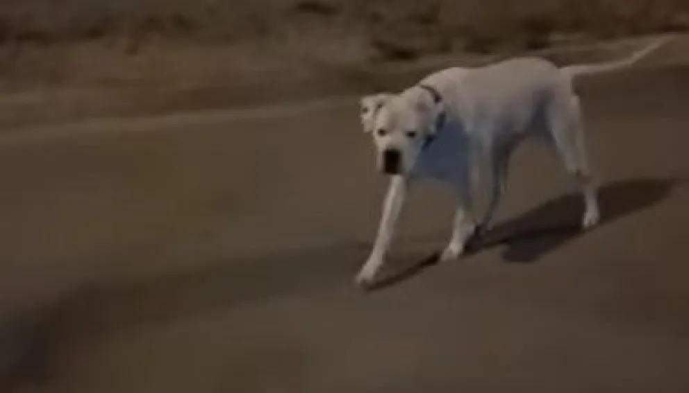 dogo atacador