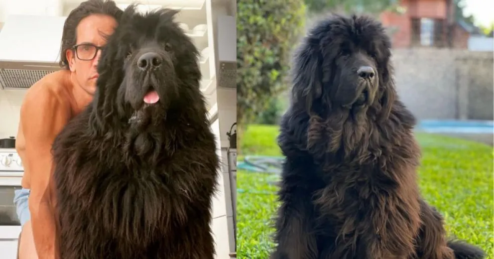 El dolor de Diego Ramos tras el fallecimiento de Porthos, su perro: "'Nadie me preparó para tu partida"