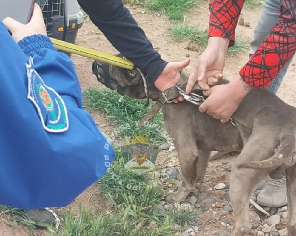 Rescataron de una vivienda a un perro pitbull desnutrido y maltratado