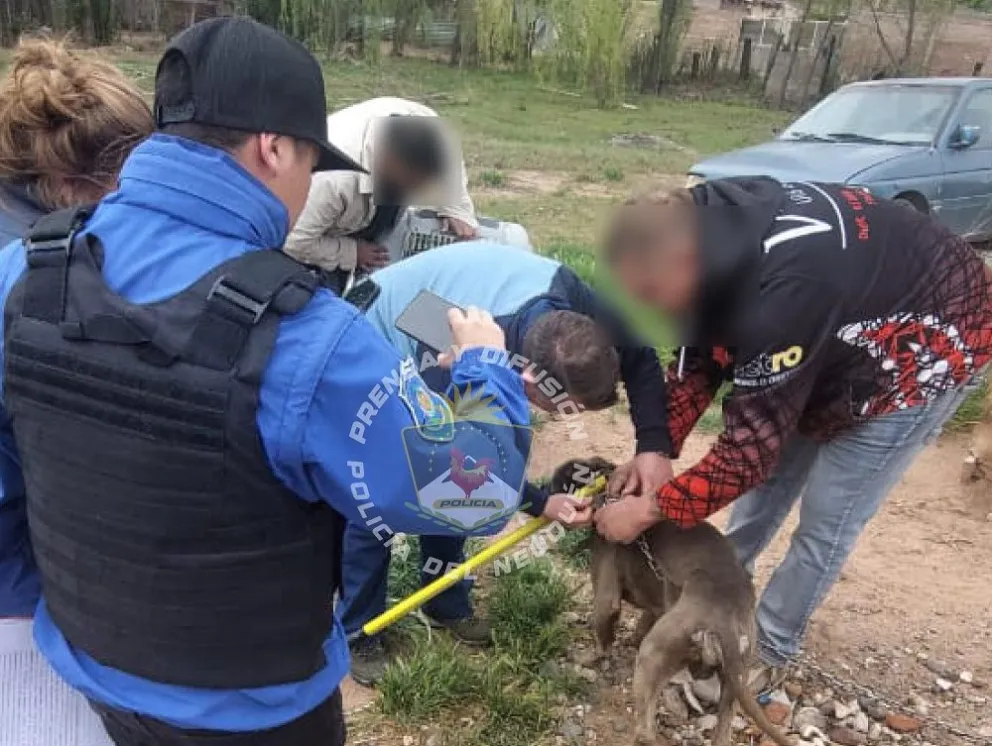 Maltrato animal: rescatan a un Pitbull que se encontraba desnutrido y lleno de garrapatas