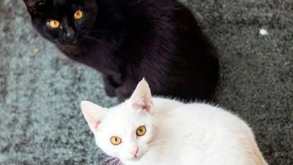 Alerta octubre: por qué no es recomendable dar en adopción animales durante este mes