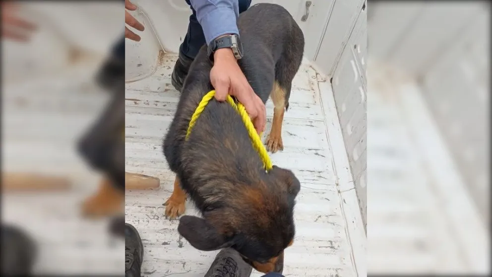 Allanamiento en el Distrito Vecinal: rescatan a un perro abandonado y encontraron a otro ya muerto