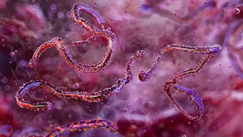 La OMS advirtió de una enfermedad incurable causada por un virus altamente infeccioso