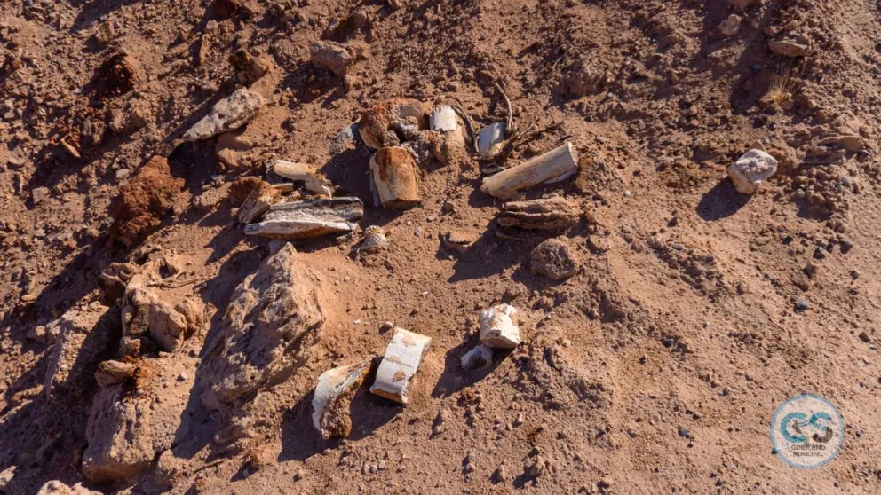 Hallazgo paleontológico: encontraron restos de un Saurópodo Titanosaurio de 70 millones de años en la región 