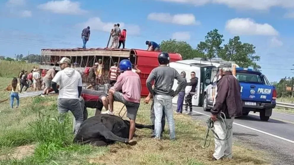 Video: volcó un camión con vacas y los vecinos las carnearon
