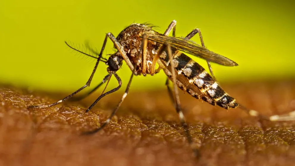 Ovitrampas, control focal de criaderos y saneamiento ambiental: las medidas del municipio para enfrentar el dengue