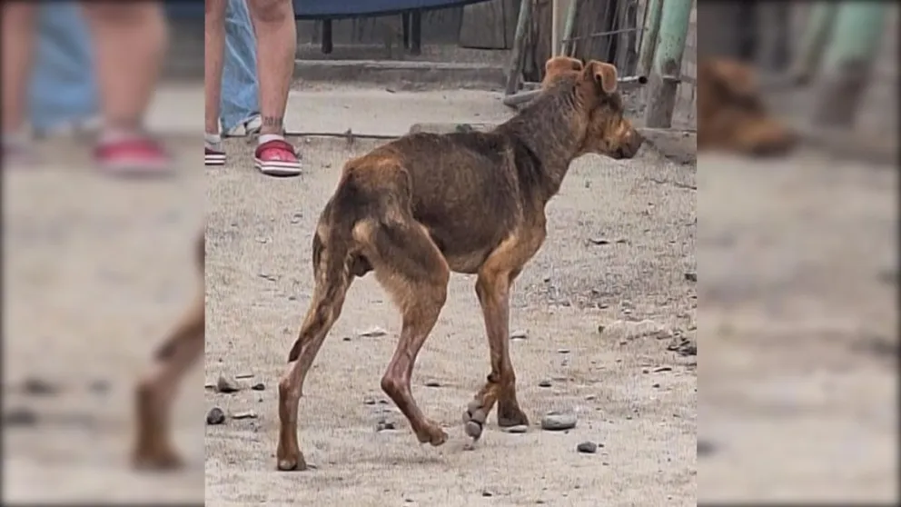 Denuncias por maltrato animal: rescataron a un perro desnutrido
