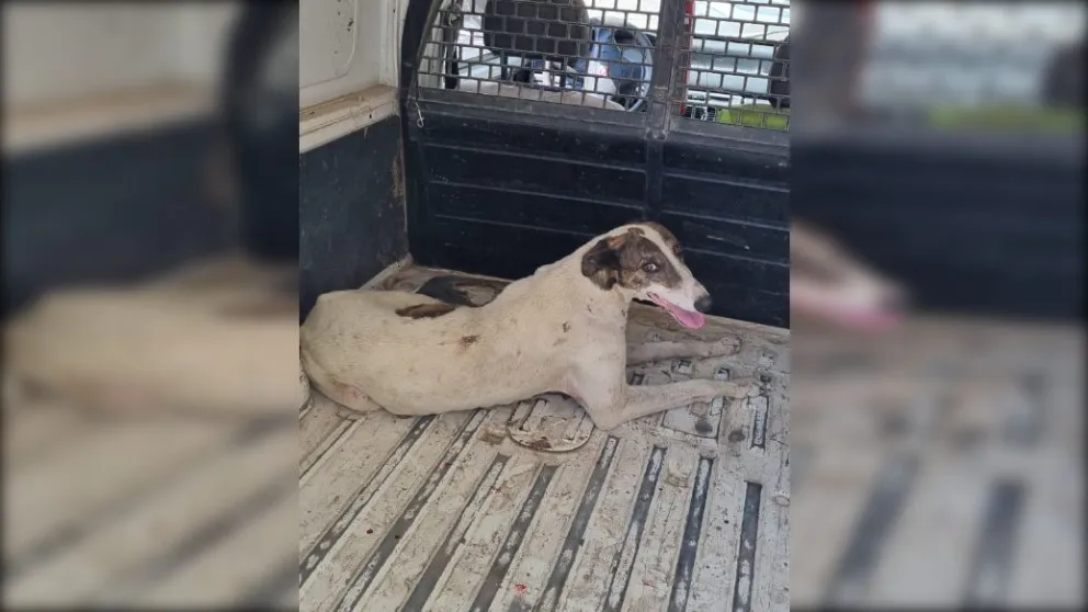 Maltrato animal: rescataron otro perro que estaba herido