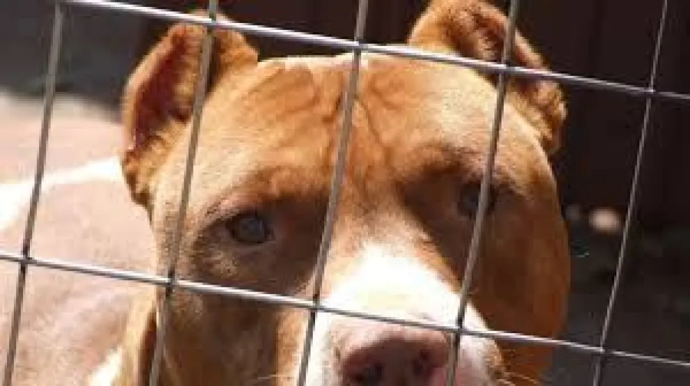Una niña terminó con su cara desfigurada tras ser atacada por un perro 