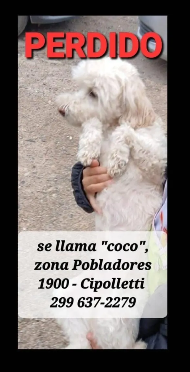 perro perdido