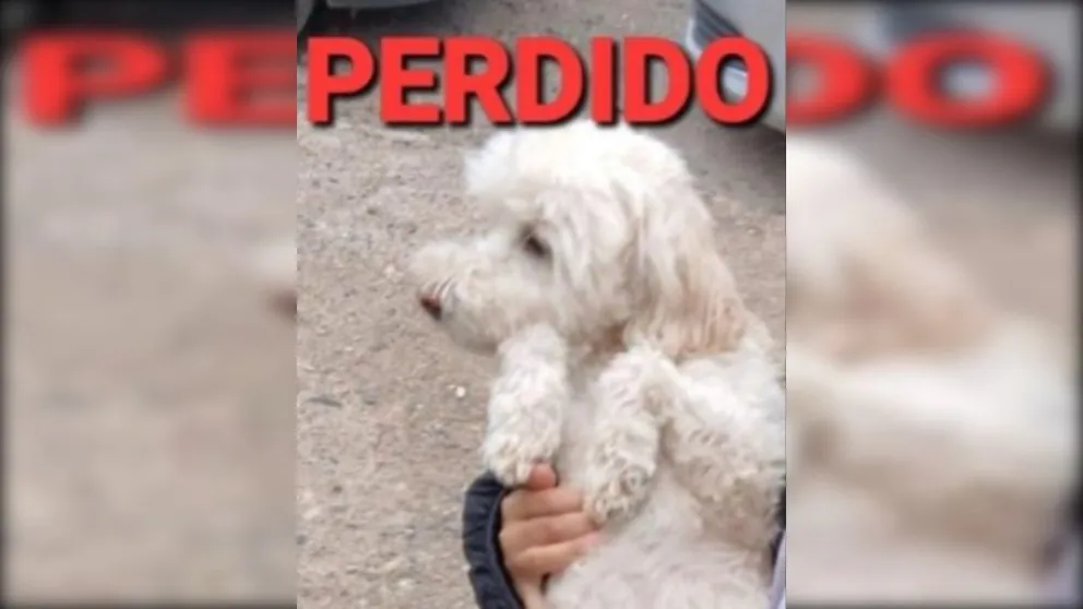 perro perdido