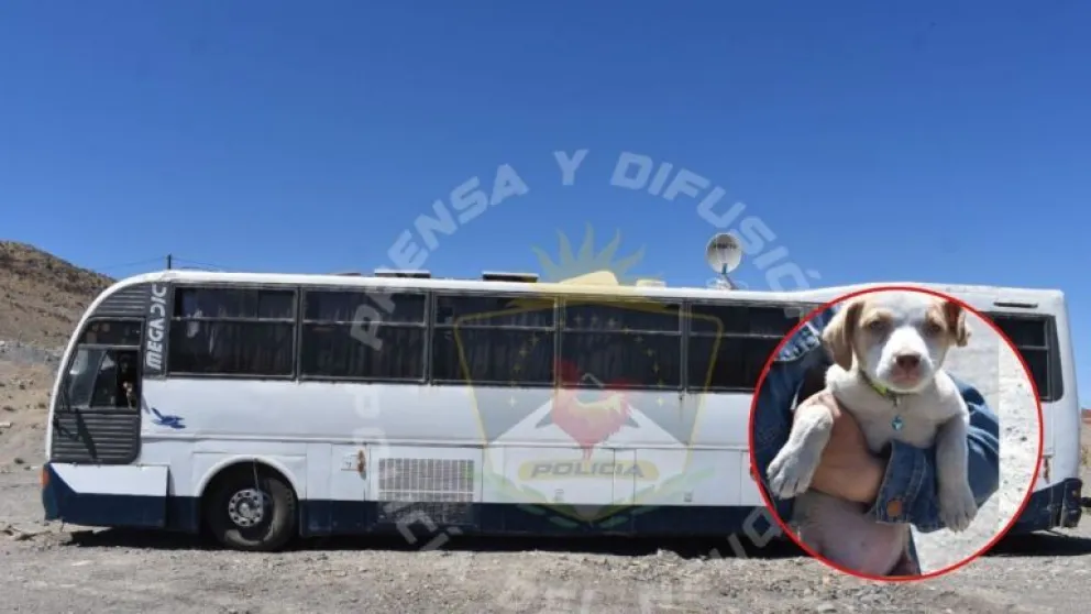 Rescataron a tres perritas sin comida y encerradas en un motorhome