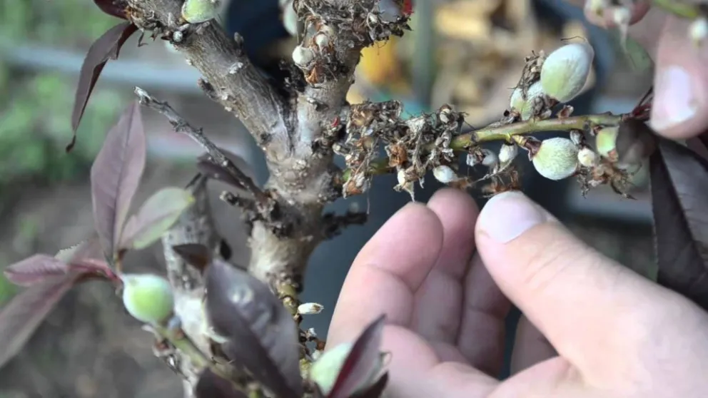 Curso de raleo manual de fruta de carozo del INTA: cuándo y dónde