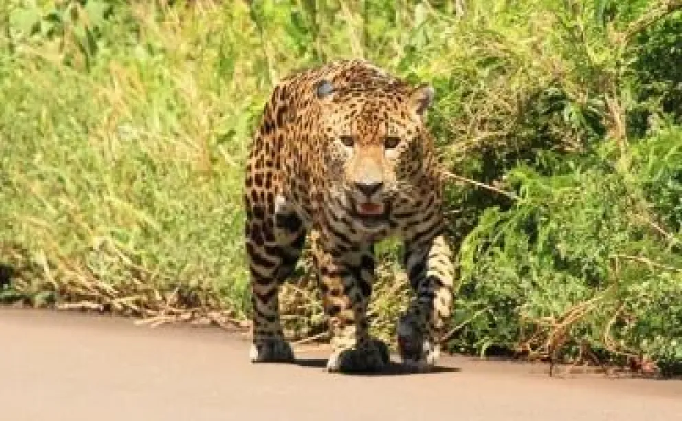 Un conductor aceptó su responsabilidad al matar a una yaguareté cachorra: tendrá que pagar una multa récord