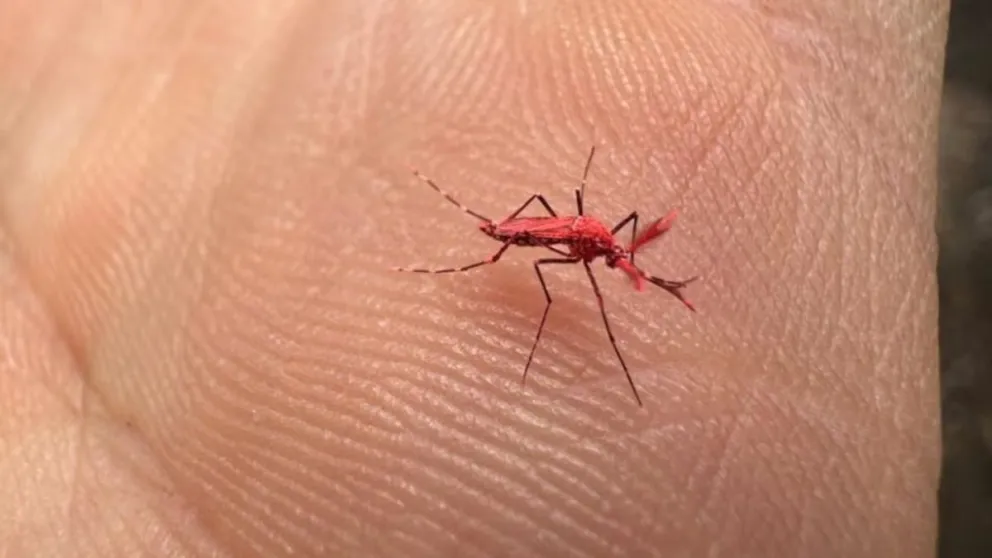 Mosquitos rojos contra el dengue: por qué no hay que matarlos