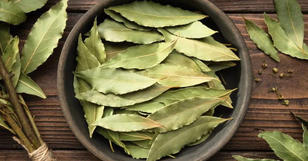 Cuál es el mejor ritual para atraer dinero con hojas de laurel
