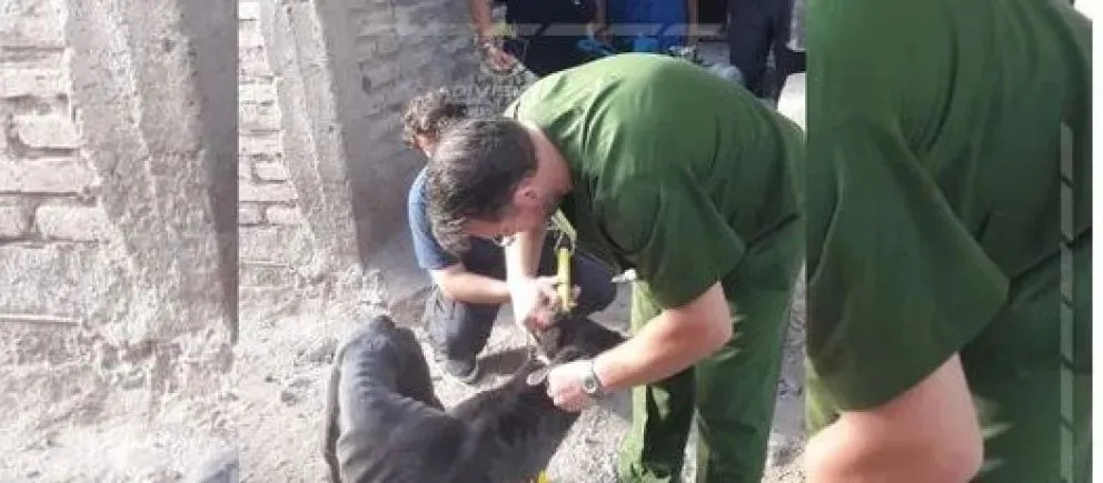 Allanaron una vivienda y rescataron a tres animales que sufrían maltrato
