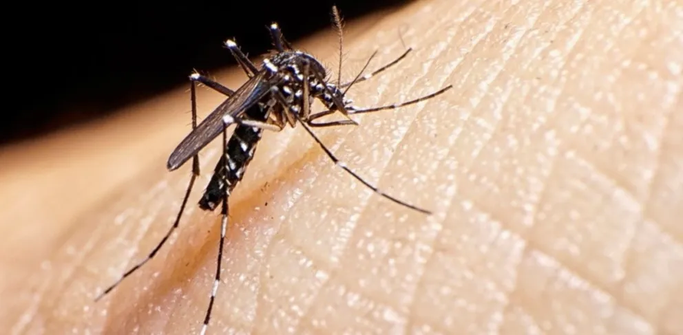 Fortalecen la prevención del dengue con una nueva campaña de concientización en la ciudad 