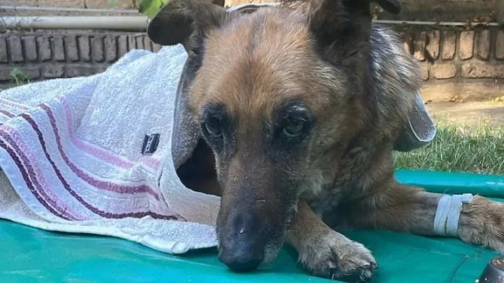 PIPI EL PERRO ATROPELLADO