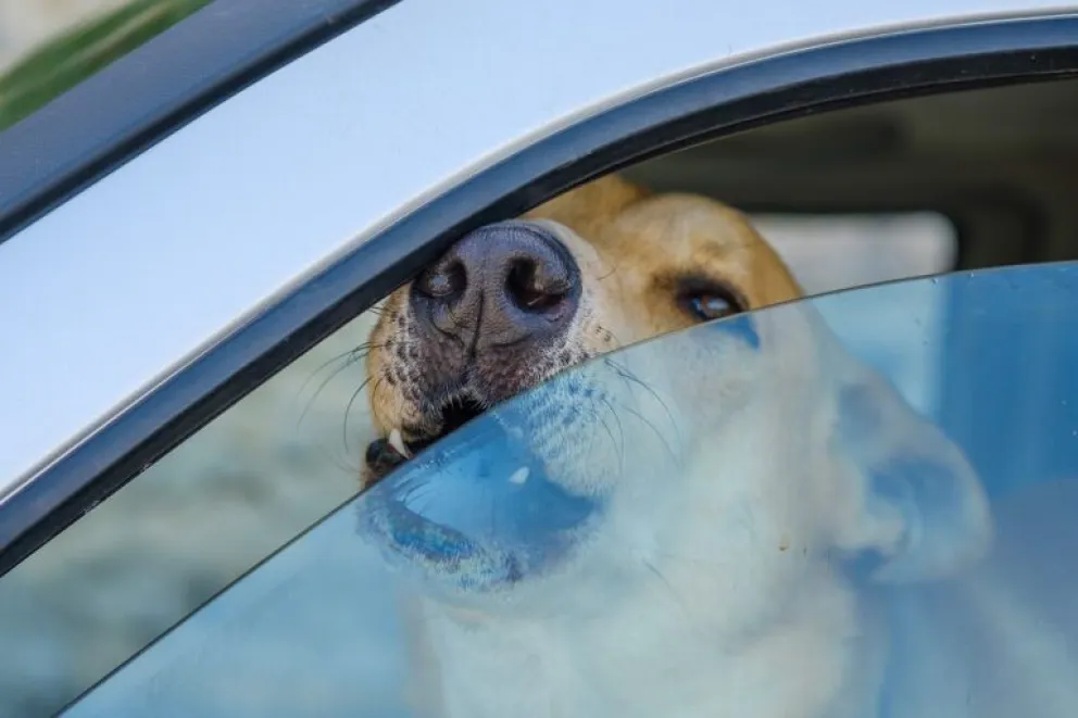Cómo denunciar maltrato animal y cómo actuar si hay un perro encerrado en un auto