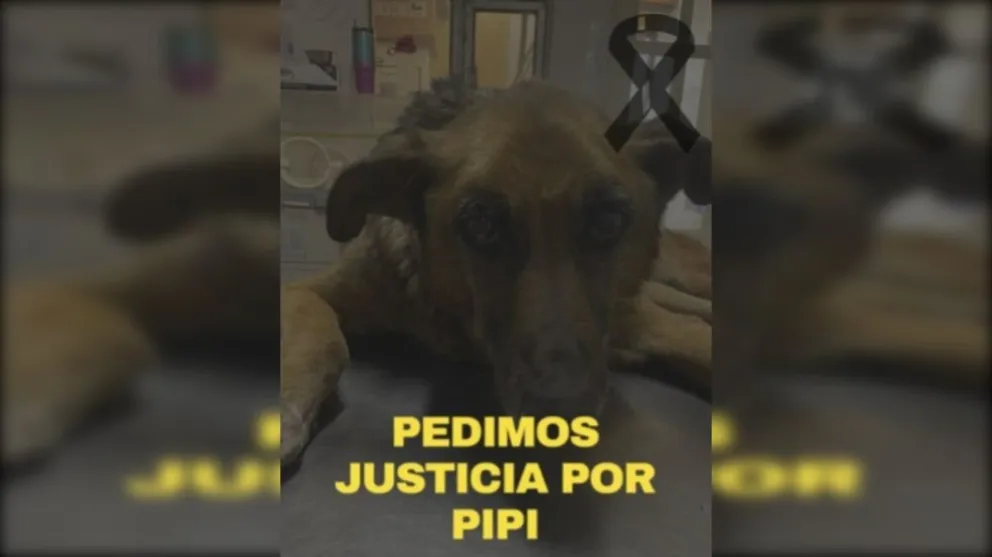 pipi el perro atropellado