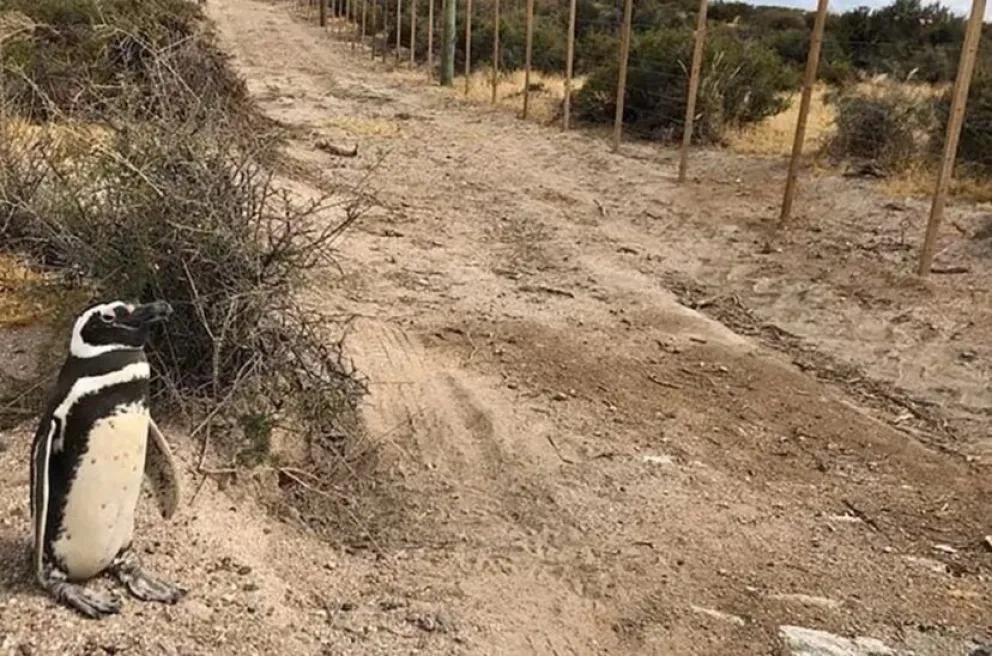 Tercer día del juicio por la masacre de pingüinos en Punta Tombo: "Los pingüinos murieron porque fueron aplastados"