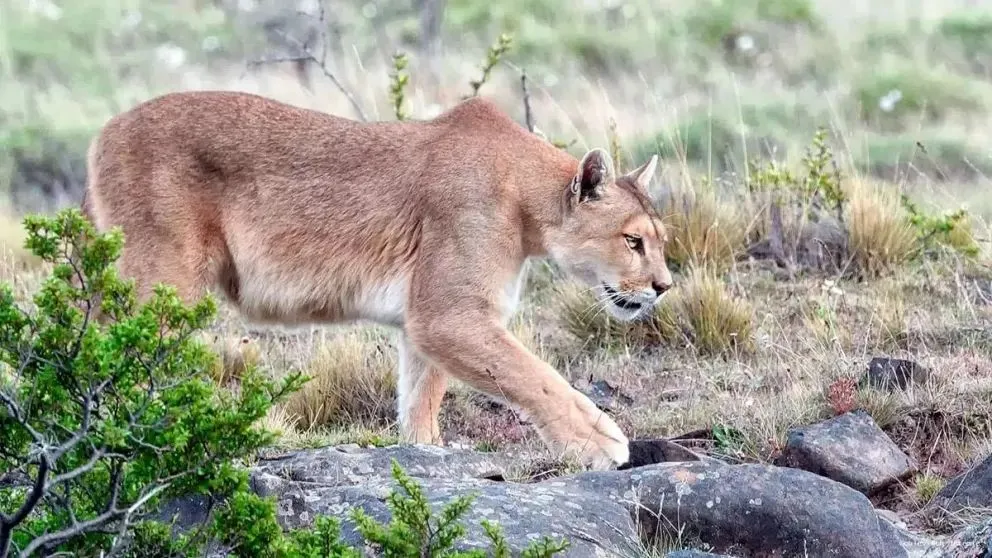 Depredación del ganado: el puma amenaza y el Estado responde con medidas innovadoras