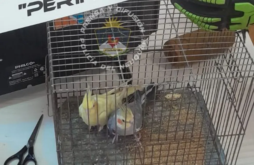 Allanaron una vivienda buscando armas y encontraron aves exóticas