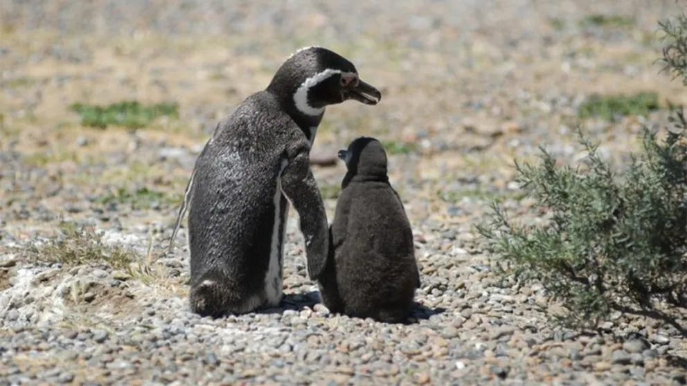 Masacre de pingüinos en Punta Tombo: La Regina fue declarado culpable 