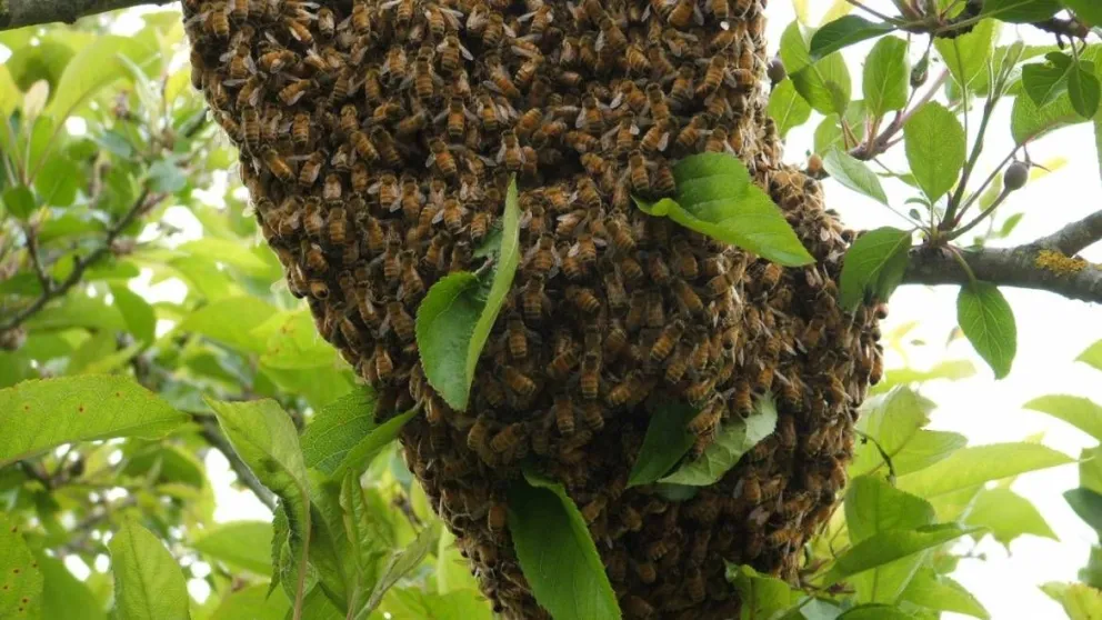 Rosario: quedó en terapia intensiva y murió días después tras ser picado por más de 150 abejas