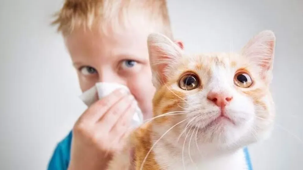 ¿Lo sabías: 1 de cada 5 adultos son alérgicos a los gatos