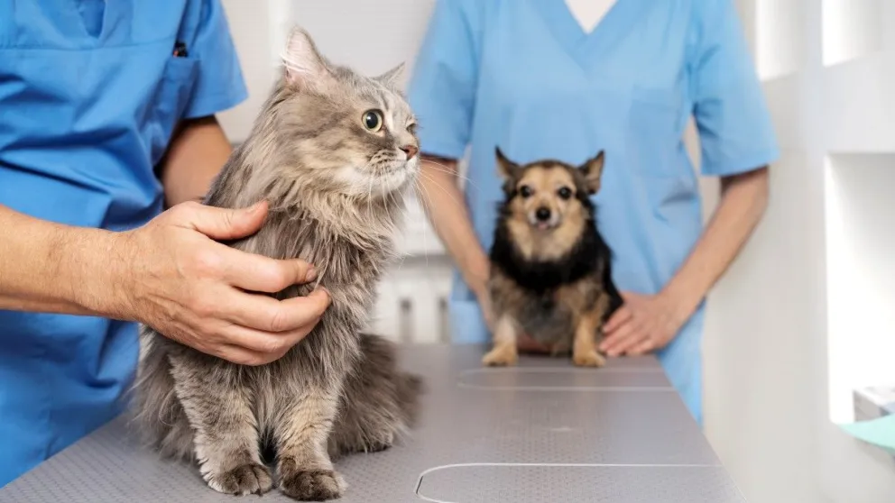 Siguen las jornadas de atención veterinaria en el Anai Mapu: días y horarios