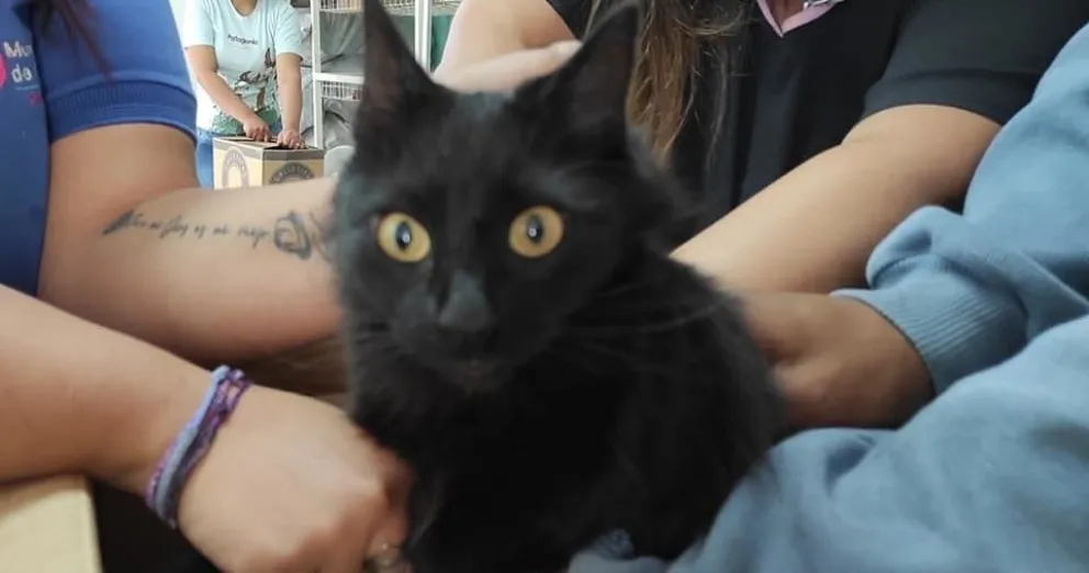 gato