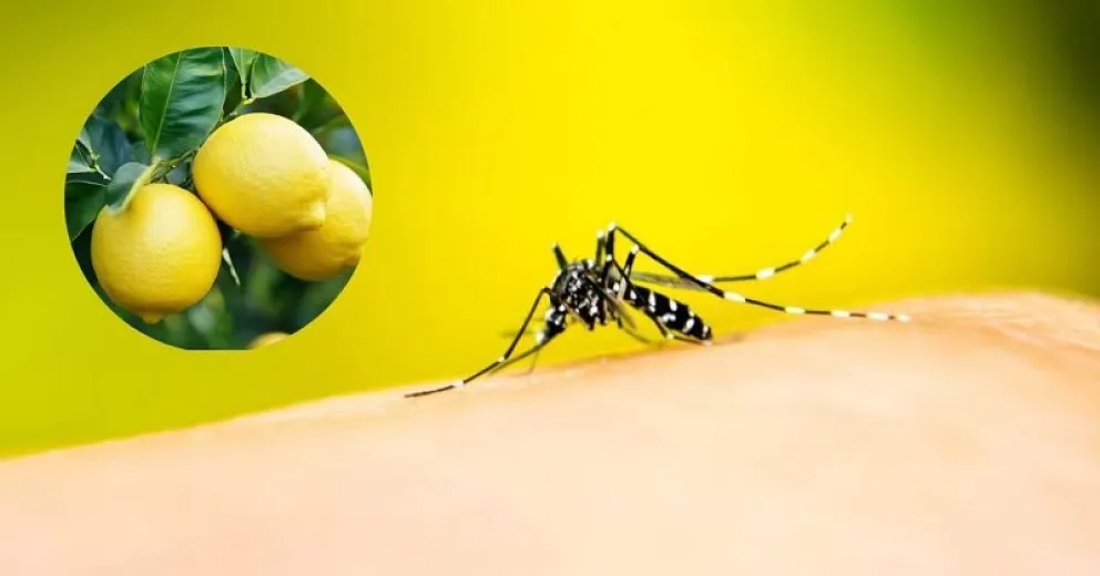 Alerta verano: así es el método casero ahuyentar a los mosquitos con limón, clavos de olor y una vela