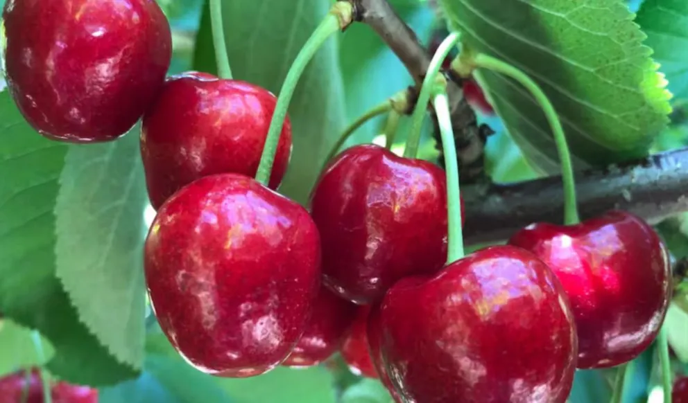La cereza rionegrina se prepara para romper récords