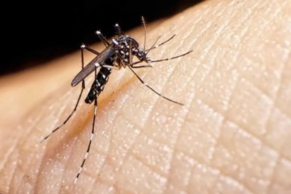 ¿Puede la Inteligencia artificial pelear contra el dengue?