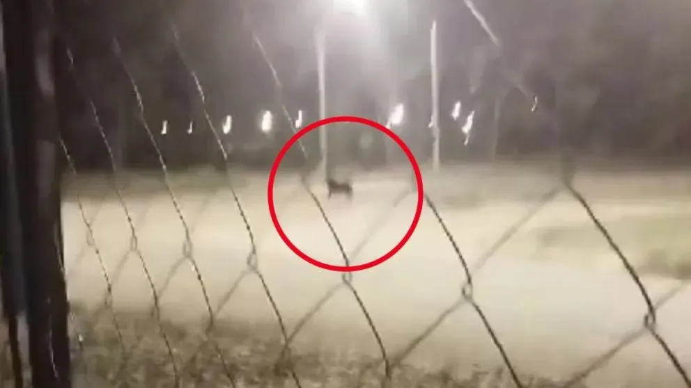 Muchos perros se perdieron o lastimaron por la pirotecnia del 31 a la noche.