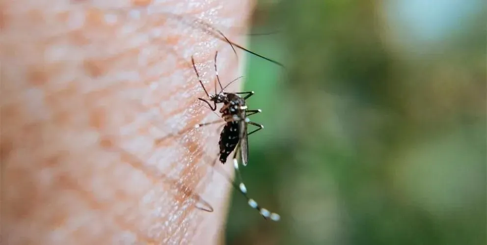 La aparición del dengue en puntos de la Argentina exige tomar precauciones inmediatas.