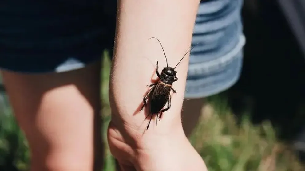Desde el ministerio de Salud llevaron tranquilidad a la población: los insectos encontrados son de una especie silvestre que no transmite la enfermedad. Foto: archivo.