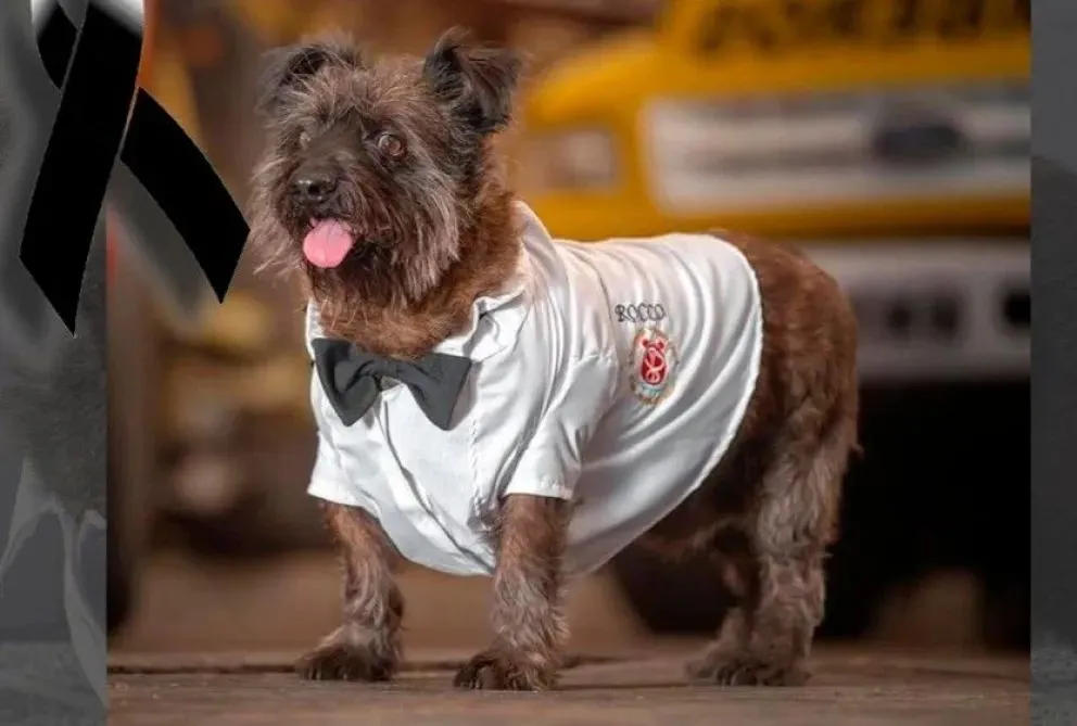 Durante una década, Rocco formó parte de la vida diaria de los bomberos de nuestra ciudad. (Foto gentileza)