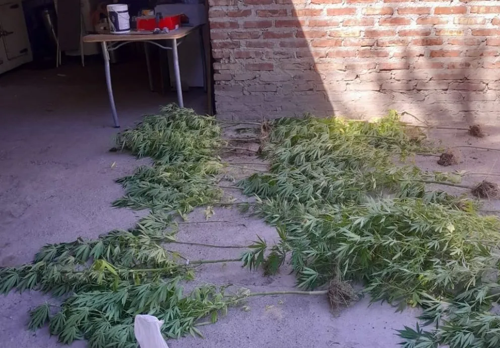 La causa por la tenencia de los plantines de marihuana y los sobres de cocaína pasó a la justifica federal. Foto: Policía Río Negro.