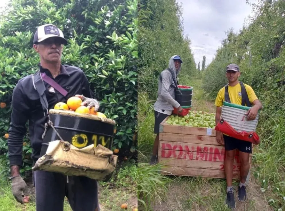 Continúan las fiscalizaciones de la Secretaría de Trabajo detectando irregularidades en la seguridad de los trabajadores, una de las chacras con falencias trabajaba Cristian Gonzalez, quien murió ahogado en el río Neuquén.  | Foto (archivo Cipo360)