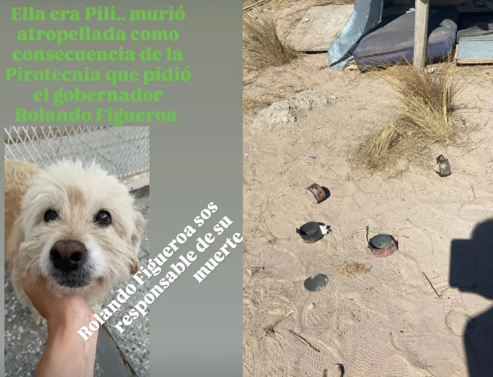 Una perrita muerta por los estruendos en la legislatura, se escapó y la pisaron. | Foto (redes sociales)