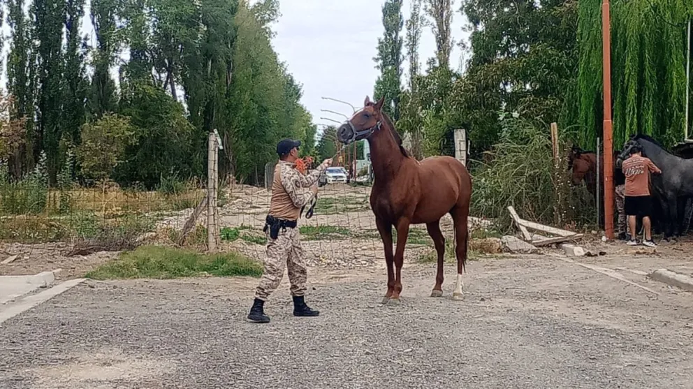 Desde el miércoles a la mañana los vecinos comenzaron a denunciar por caballos sueltos en la calle San Luis, de inmediato la Municipalidad intervino. | Foto (gentileza)