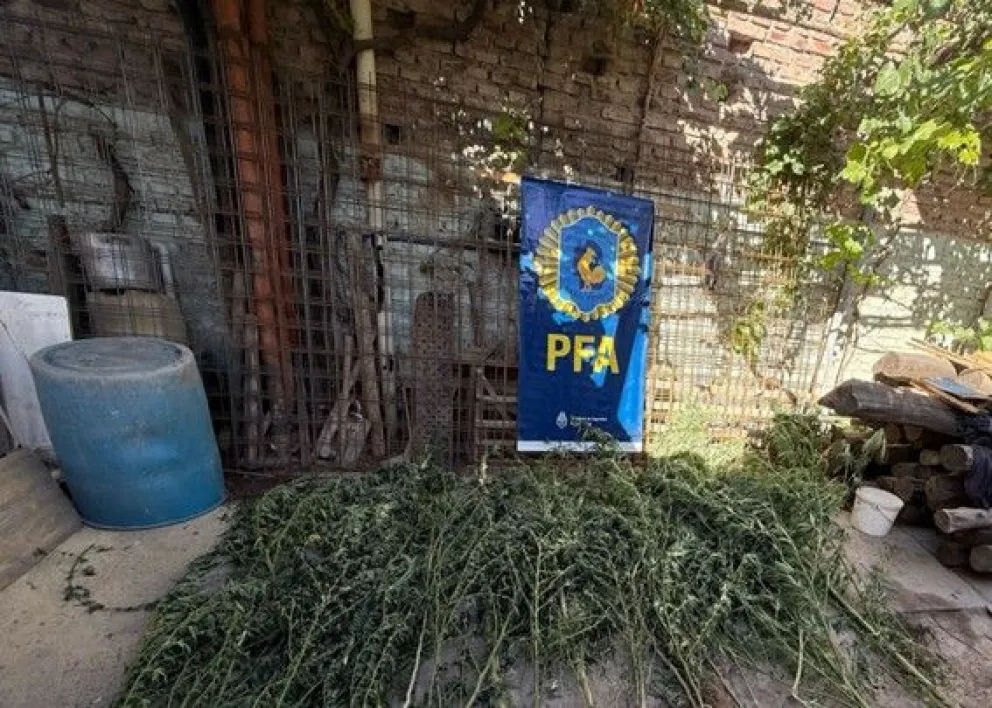 Durante el operativo se incautaron 40 plantas de cannabis sativas, con una altura de cinco metros. Foto: Policía Federal.