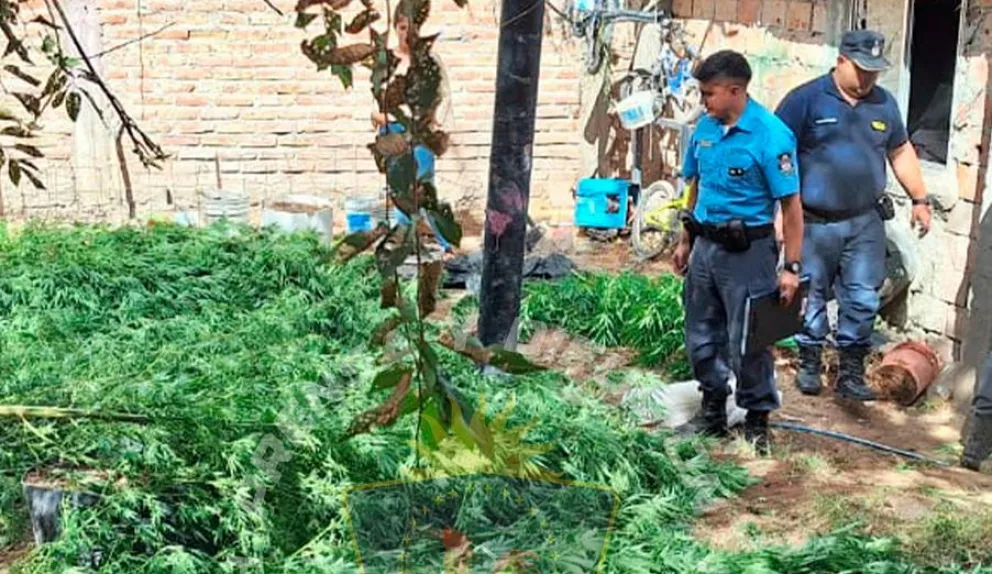 Durante los allanamientos, la policía secuestró 44 plantas de cannabis sativa. Foto: Policía de Neuquén.